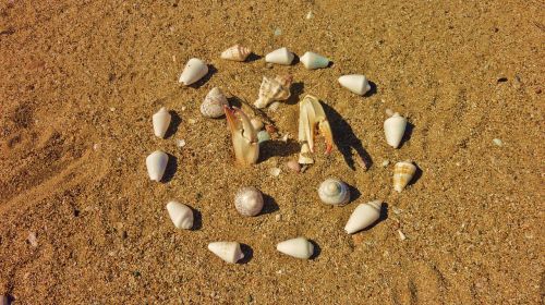 sand mussels decoration