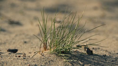 sand beach plant