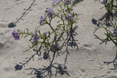 sand beach vegetation