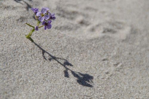 sand beach vegetation