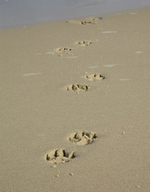 sand paw paw print