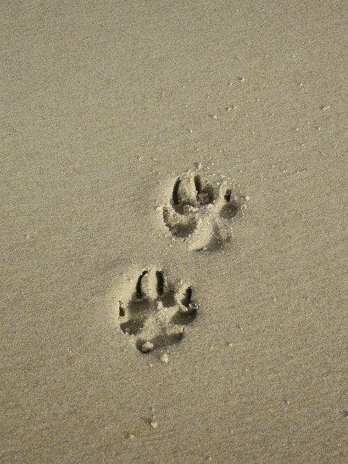 sand paw paw print