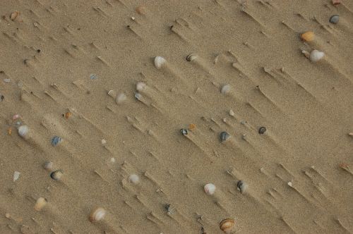 sand beach shells