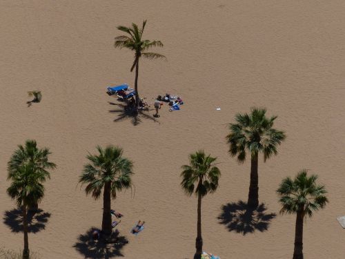 sand beach beach palm trees