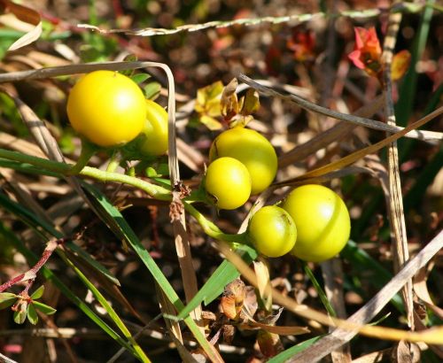 sand briar carolina horsenettle radical weed