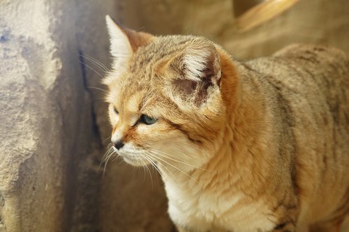 sand cat  cats  sand