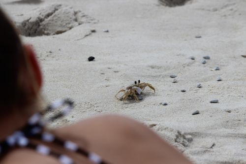 Sand Crab Sneaking Seeds