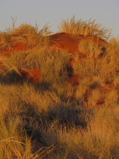 sand dune grass namibia