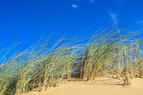 sand dune dune grass coastal landscape