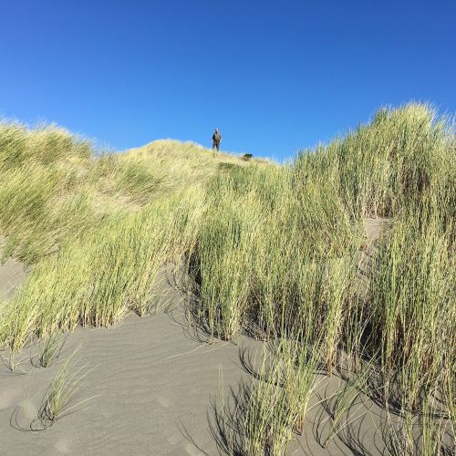 sand dunes beach cliff