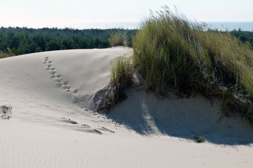 sand dunes sea grass tracks