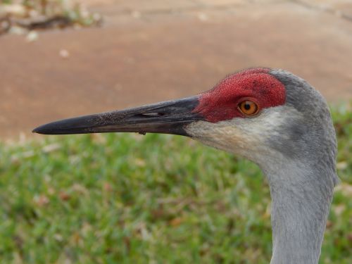sand hill crane close up bird