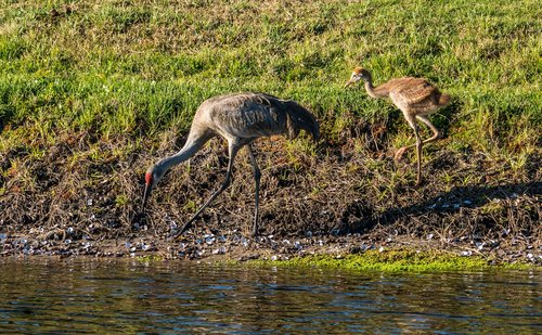 sand hill cranes  mother  baby