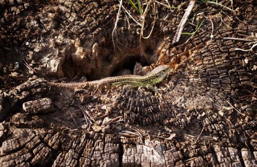 sand lizard root heat
