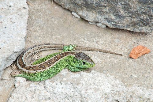sand lizard lizard male