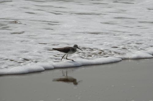 sanderling bird fauna