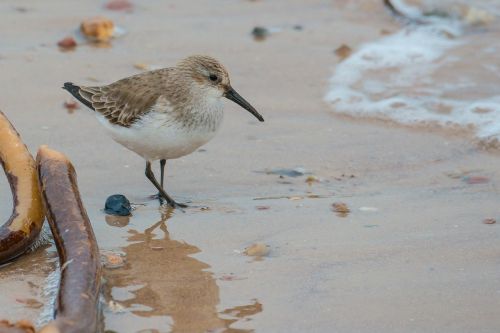 sanderling bird calidris alba