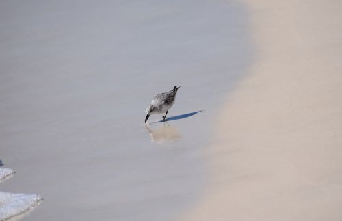 sanderling shore bird animal
