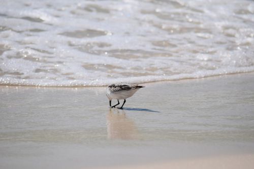 sanderling shore bird animal