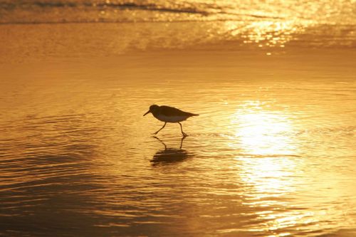 sanderling bird wading