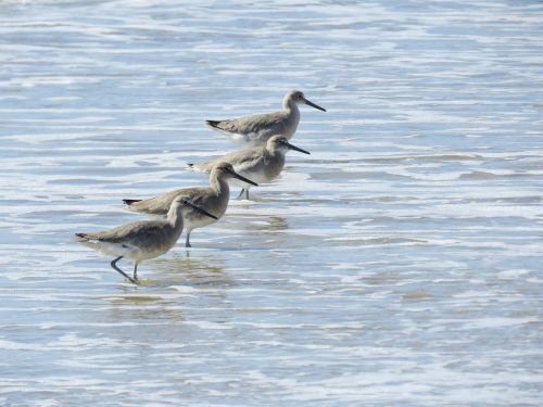 sanderlings ocean tide