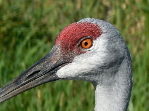 sandhill crane close up head