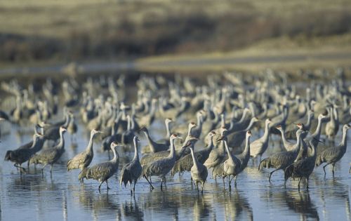 sandhill cranes birds wildlife