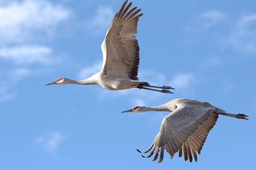 sandhill cranes birds wildlife