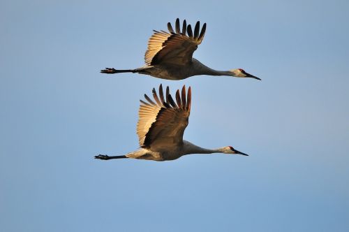 sandhill cranes birds flying