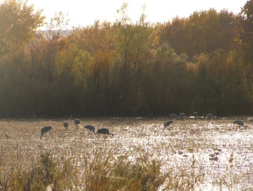 Sandhill Cranes In The Morning Light