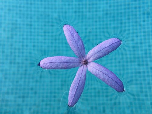 sandpaper vine purple leaf flower