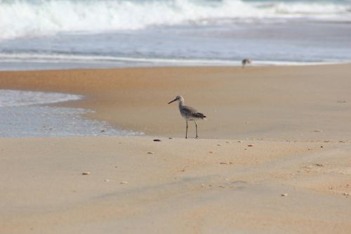 sandpiper beach willet