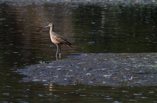 sandpiper marsh bird bird