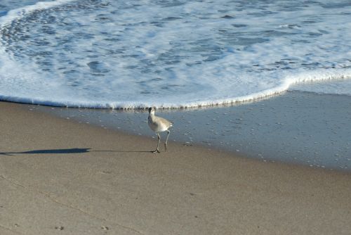 Sandpiper Bird