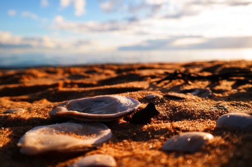 sands shells clam