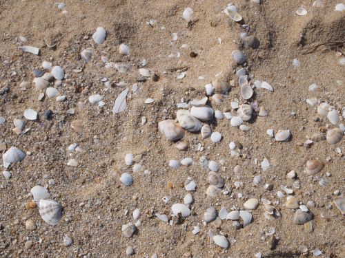 sandy shells break
