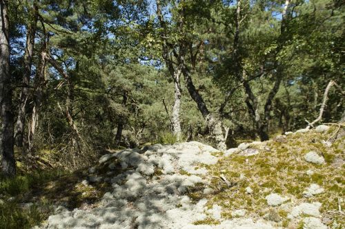 sandy landscape vegetation