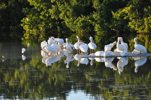 sanibel island pelicans florida