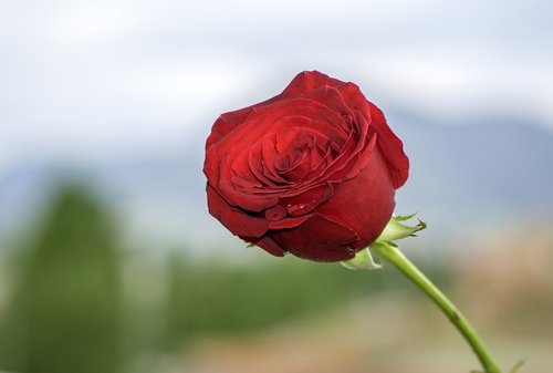 sant jordi  rosa  flower