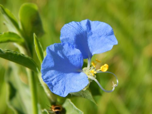 santa lucia wild flower blue flower
