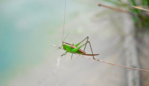 santamontes cricket insect