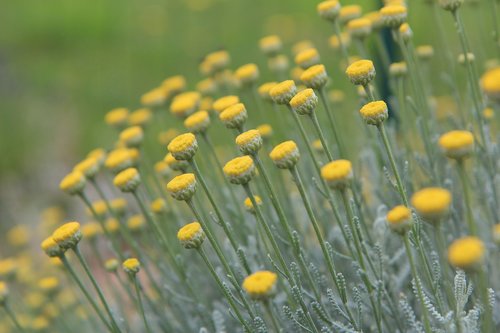 santoline  flowers santoline  flowers