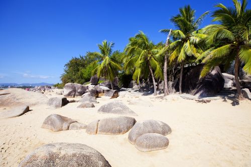 sanya palm tree beach