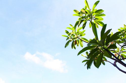 sanya blue sky green