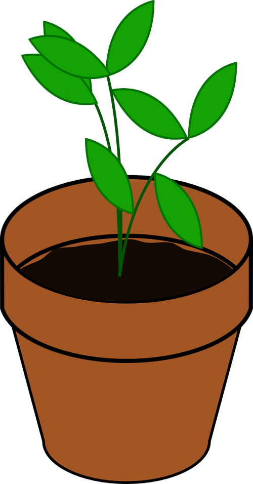 sapling pot potted plant