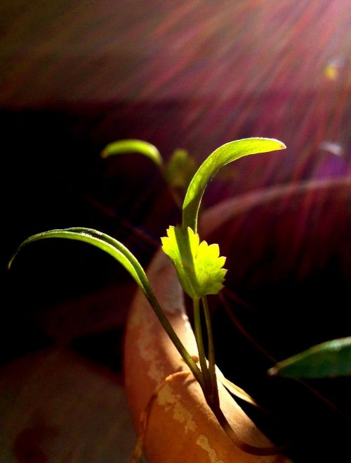 sapling coriander aromatic