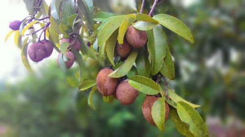 sapodilla fruit