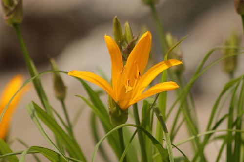 saranka  lily  flower