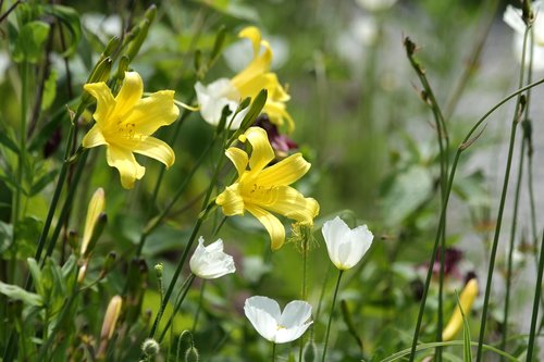 saranki  yellow flowers  flowers