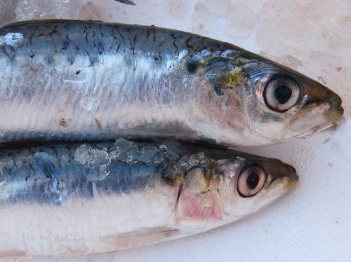 sardine fish fresh